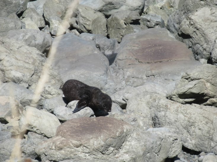 Un bébé otarie, trop cute comme on dit ici