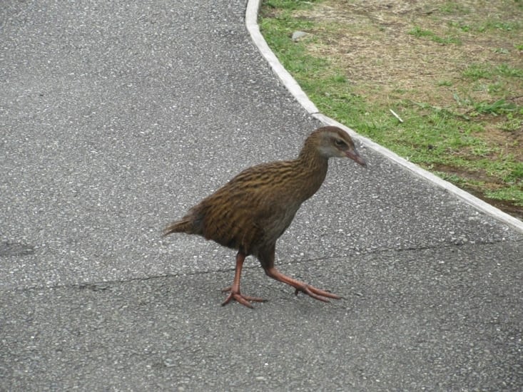Un Weka - rare oiseau à ne pas pouvoir voler