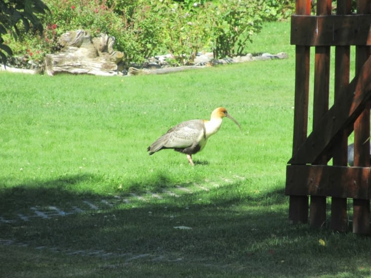 On avait pas vu de kiwi en Nouvelle Zélande;  ici on tombe sur ce drôle d'oiseau, un ibis