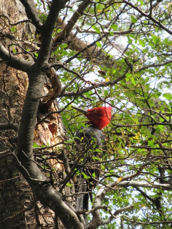 On y croise des "carpinteros gigante",