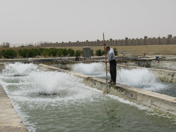 Pisciculture de saumons en plein désert