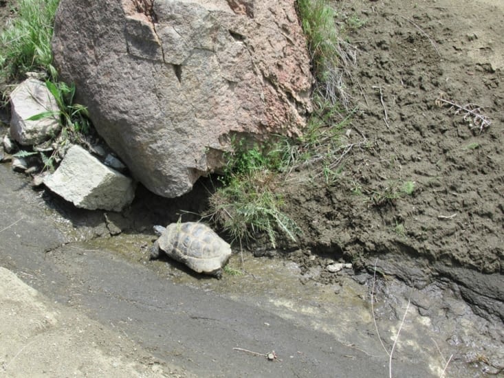 Tortue rencontrée sur le chemin