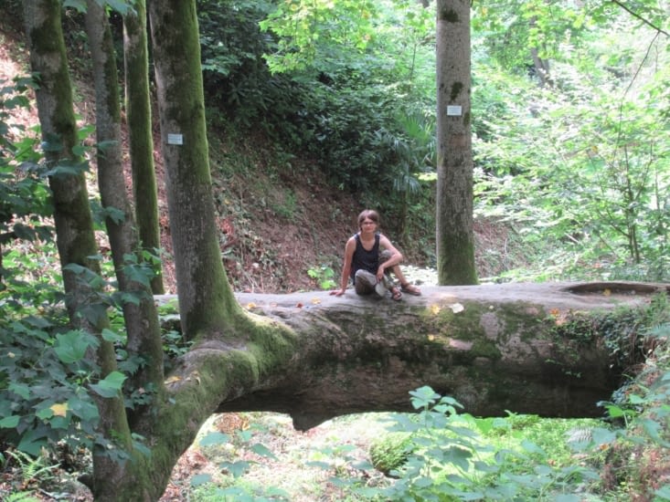 Jardin botanique - des arbres à vous donner envie d'y monter !