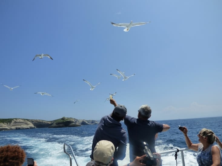 ont donnent du pain au cormoran