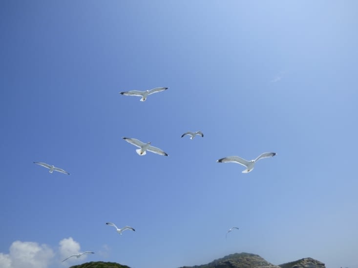 ont donnent du pain au cormoran