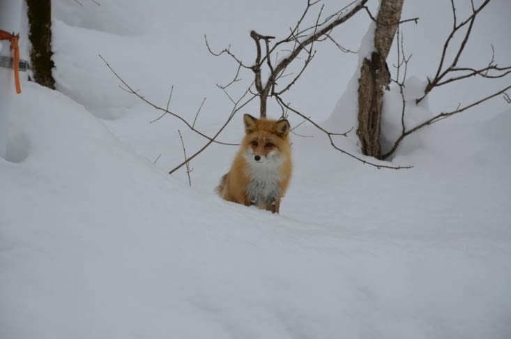 Heureusement nous avons croisé le plus fluffy de tout les renards !