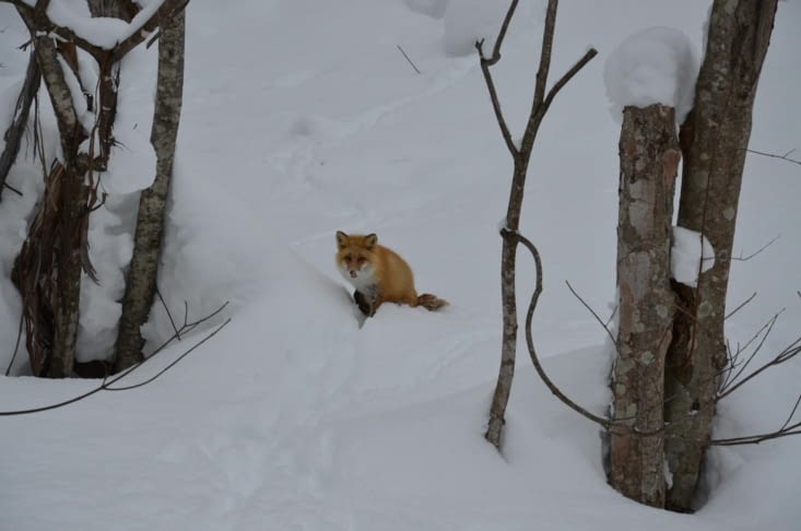 Monsieur avait une petite faim !