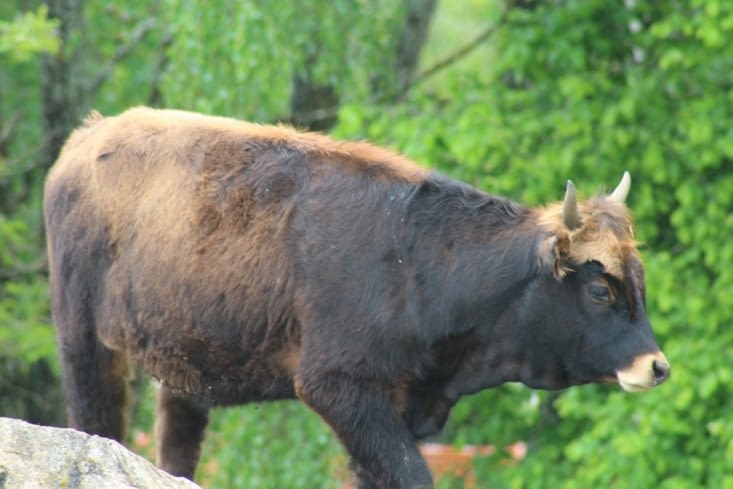 Les Aurochs reconstitués