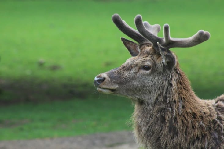 Les loups ne sont uniquement les stars du Parc !!