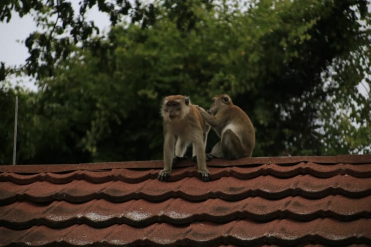 Des singes en pleine liberté sur le camp