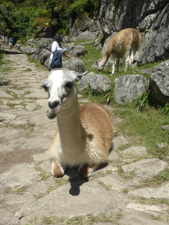 un des gardiens du Machu Picchu