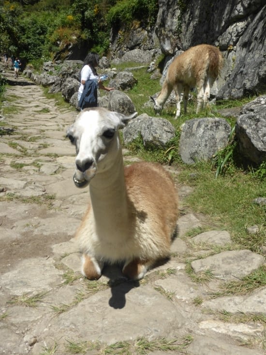 un des gardiens du Machu Picchu