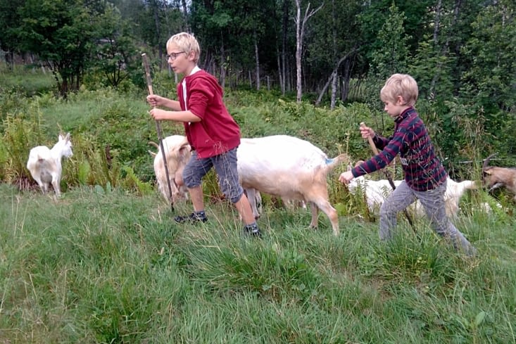 The next generation of norvegian shepards is practicing.