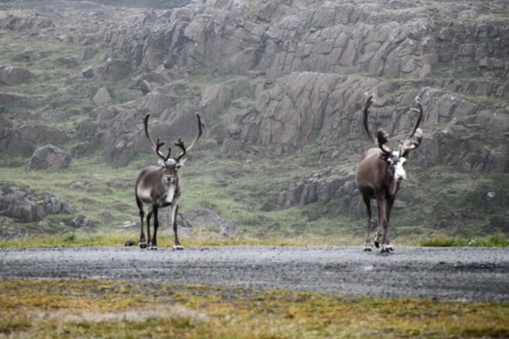 Il y en a vraiment partout !