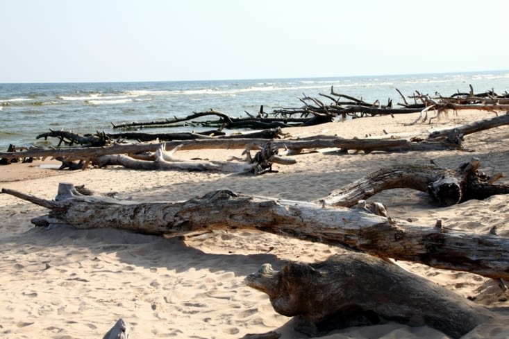 At Kolka, the baltic sea is slowly "eating" the forest on the shore.