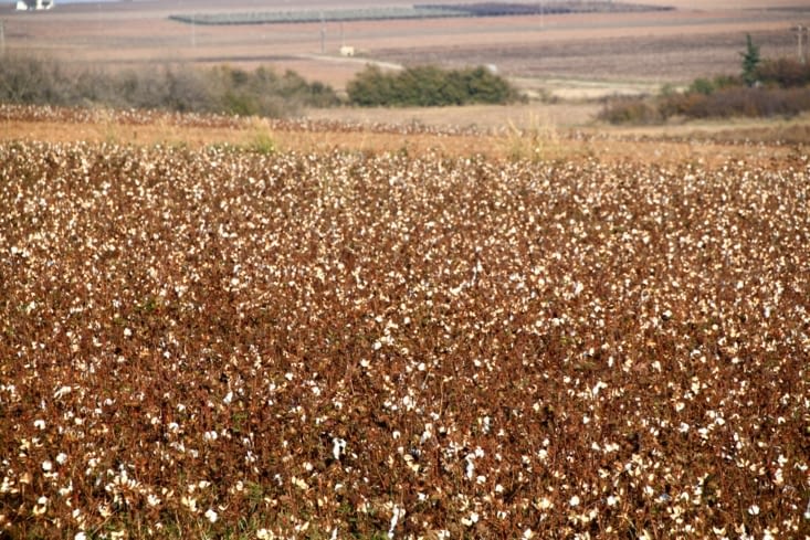 Le climat de la région est propice à la culture du coton.