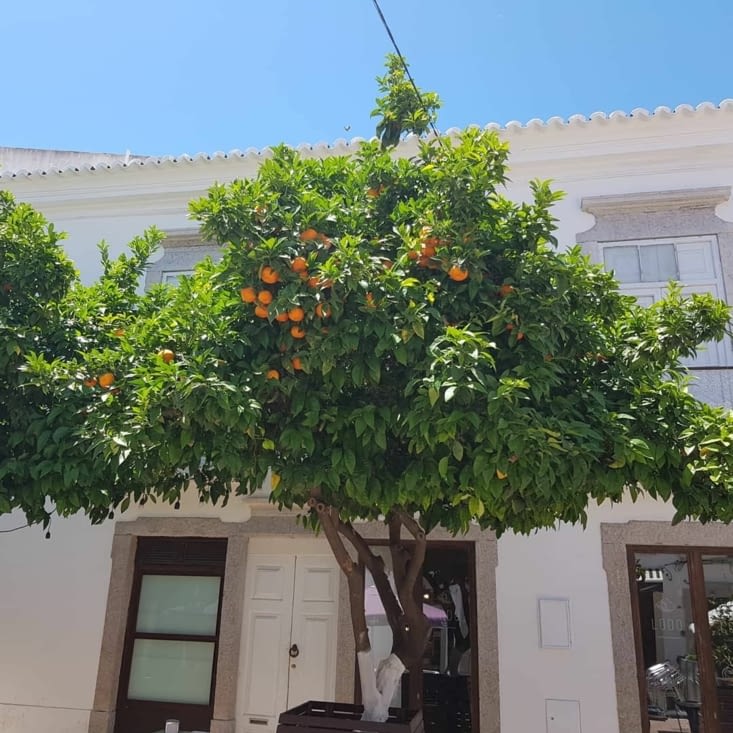 Faro, ses orangers