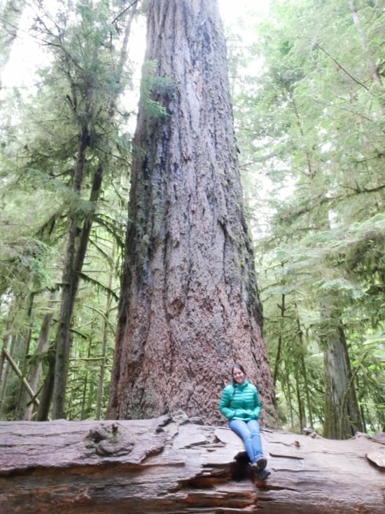 Big tree