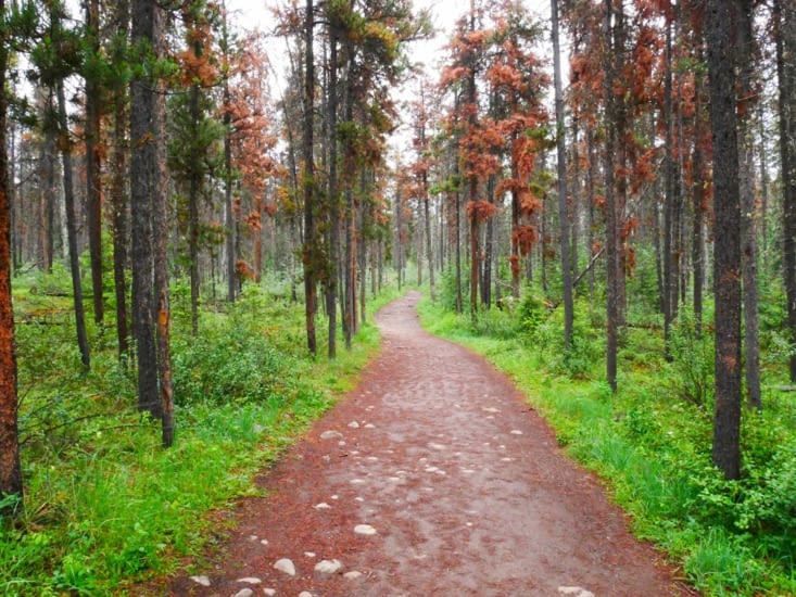 Allons-nous croiser un ours ?