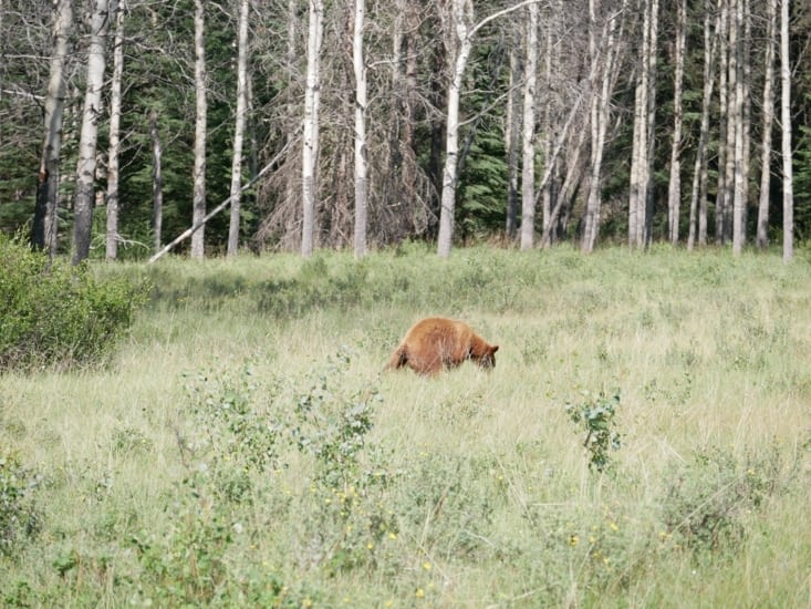 Toujours à la recherche de nourriture