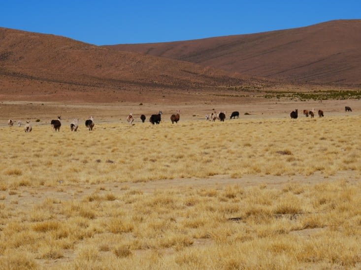 Premier troupeau de lamas