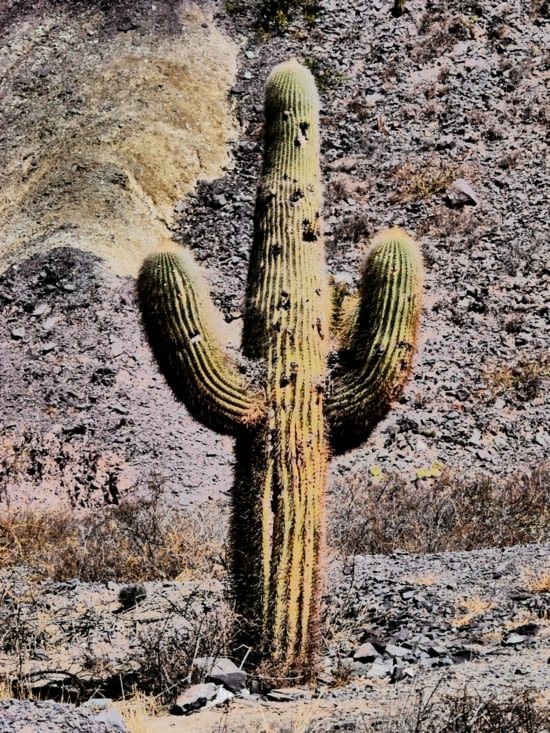 Nos amis les cactus