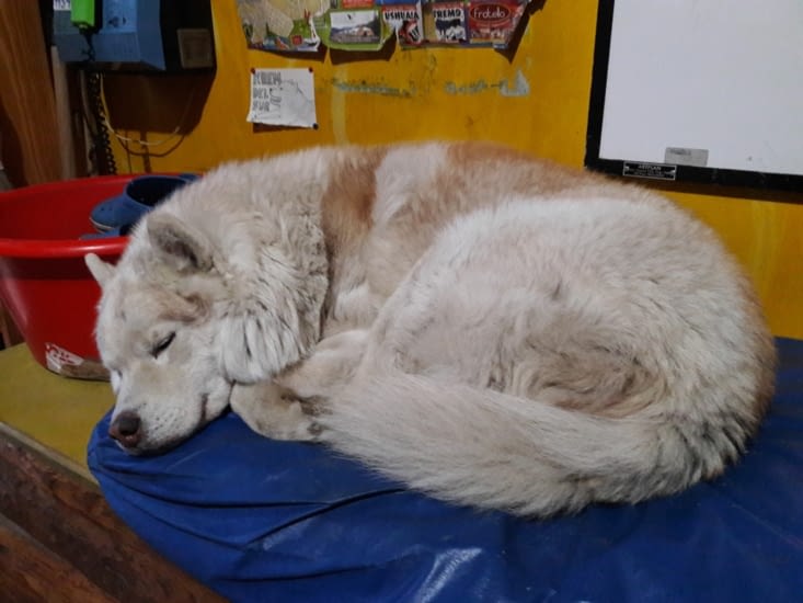 Gros toutou de l'auberge