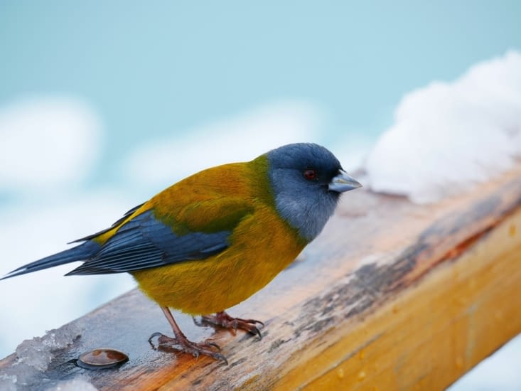 Petite boule volante