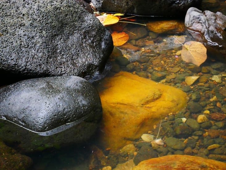 Il y a anguille sous roche