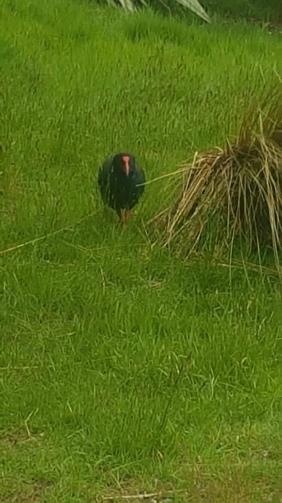 Un Takahe