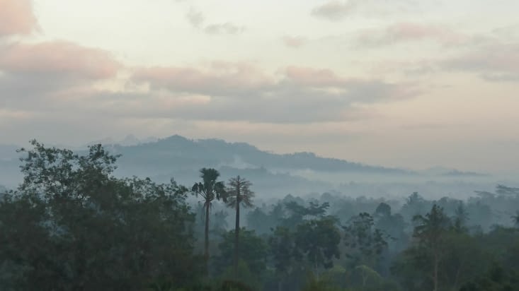 La jungle / The jungle