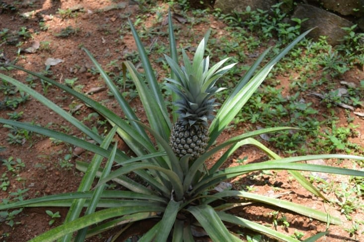 ANANAS