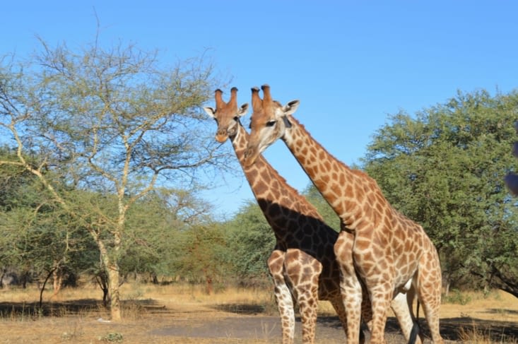 Girafes
