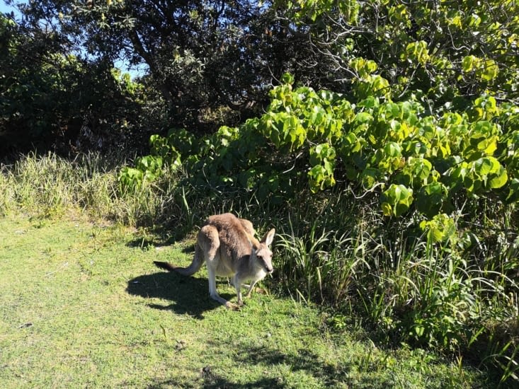 Découverte du premier kangourou