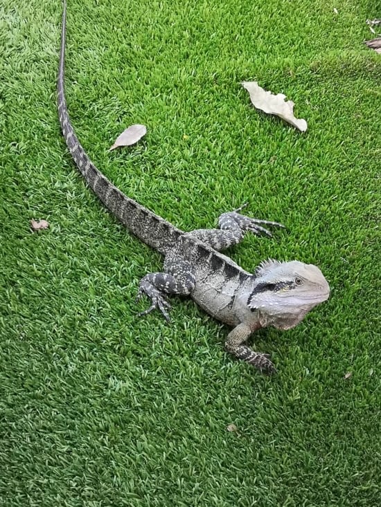 Lézard australien