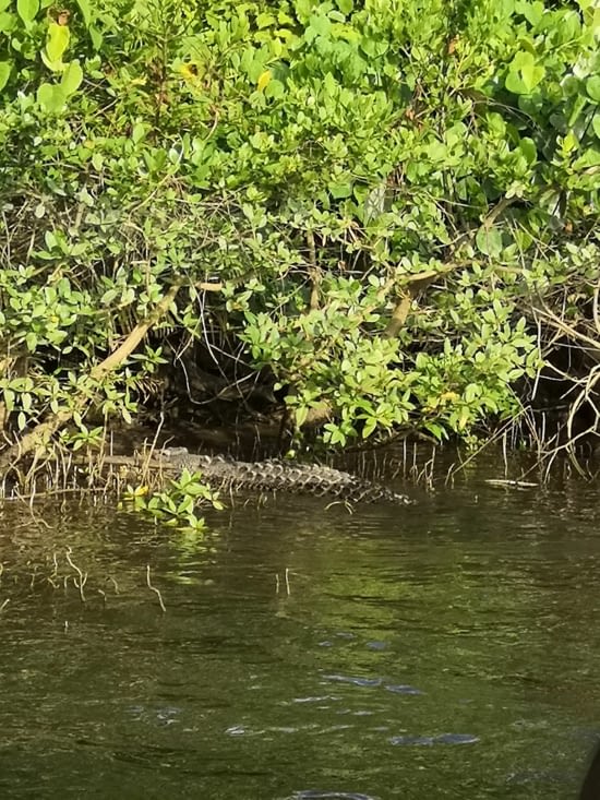 Petite virée en bateau pour voir les crocodiles