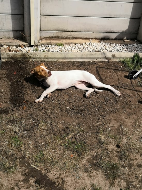 Mollie notre petite chienne qui adore s'allonger sur la terre au soleil