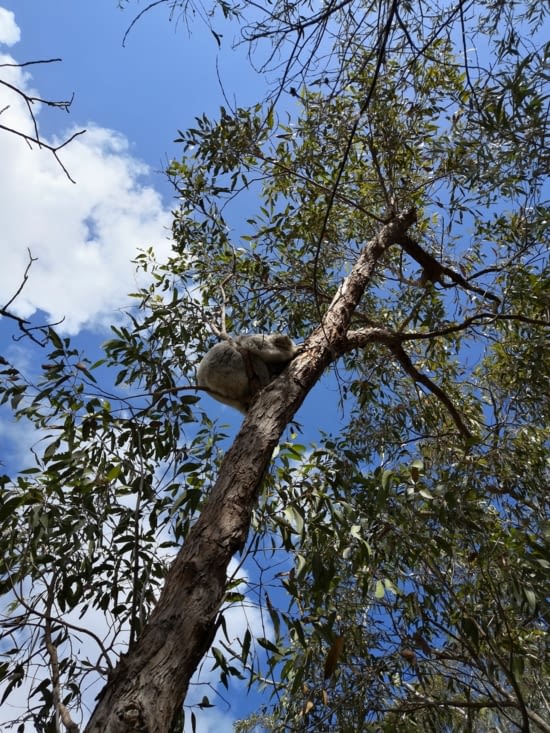 Premier koala