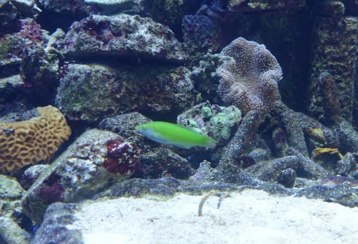 Aquarium Ikebukuro (un poisson vert ?!)