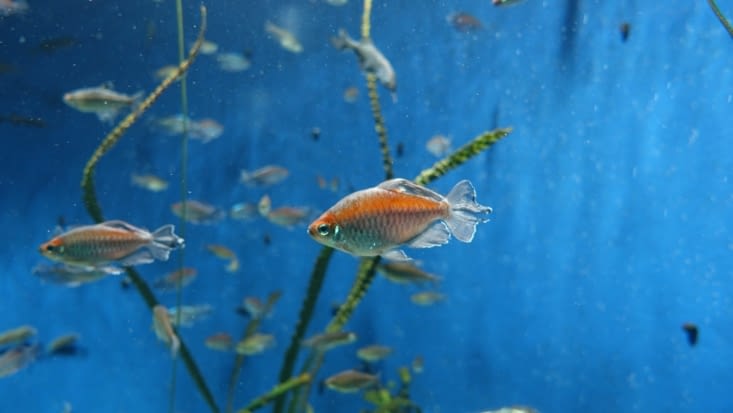 Aquarium Ikebukuro