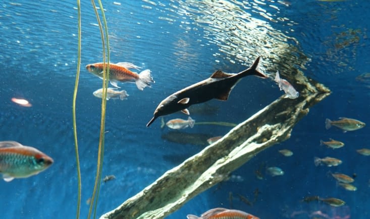 Aquarium Ikebukuro