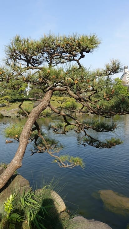 Jardin de Kiyosumi