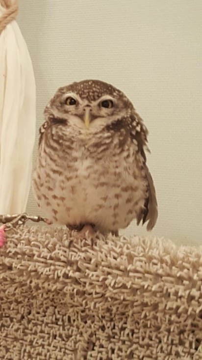 Hiboux Café (merci PowChan pour la photo !)