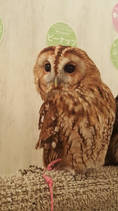 Hiboux Café (merci PowChan pour la photo !)