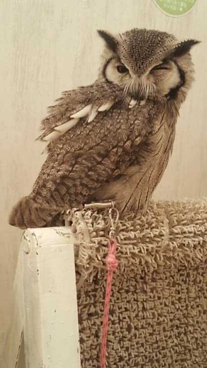 Hiboux Café (merci PowChan pour la photo !)