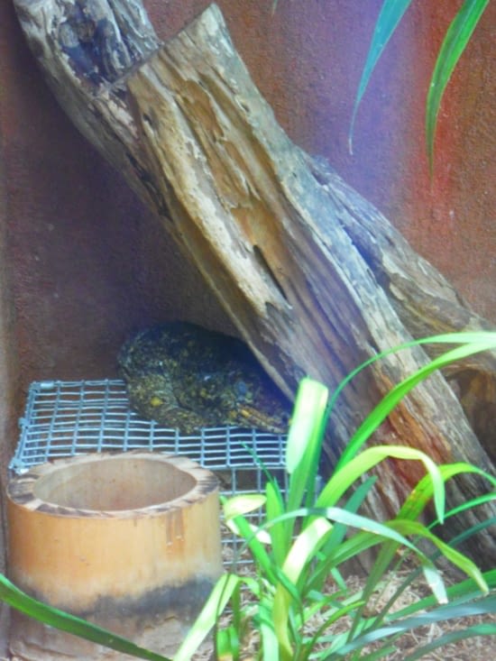 Gecko géant de leach