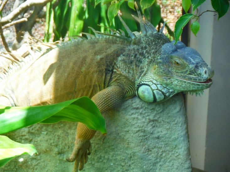 Iguane Vert