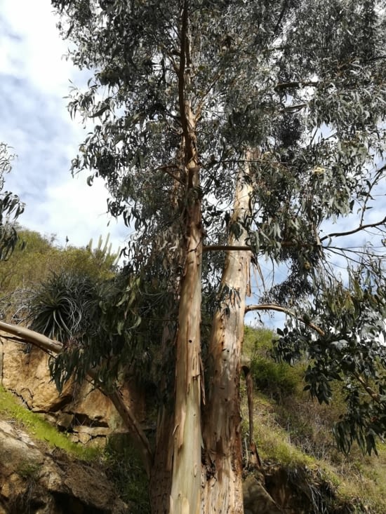 Des eucalyptus