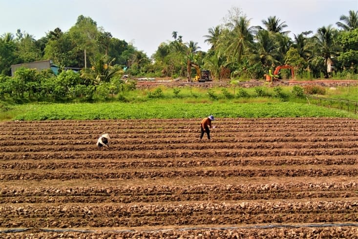 Le delta du Mékong est aussi appelé le grenier à riz du Vietnam.