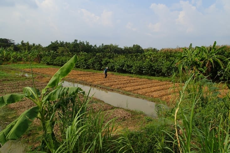 Arrivée à Vinh Long, on découvre le paysage. Des cultures à foison !